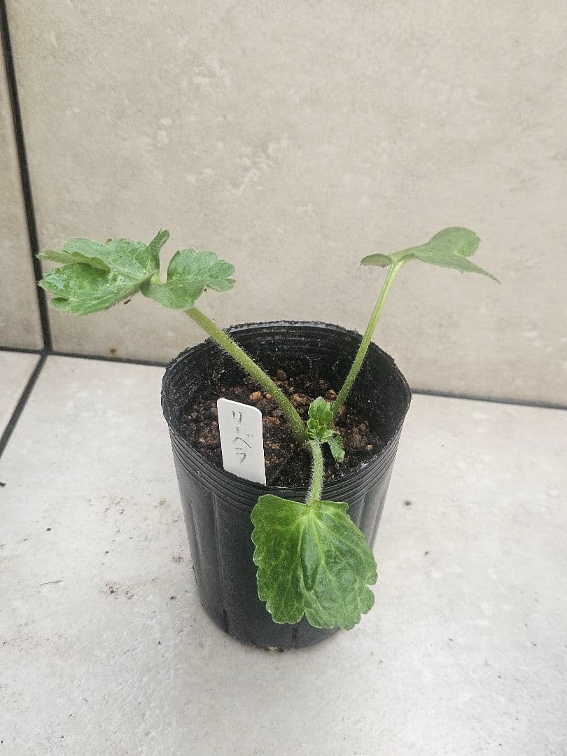 ラナンキュラス　セット☆