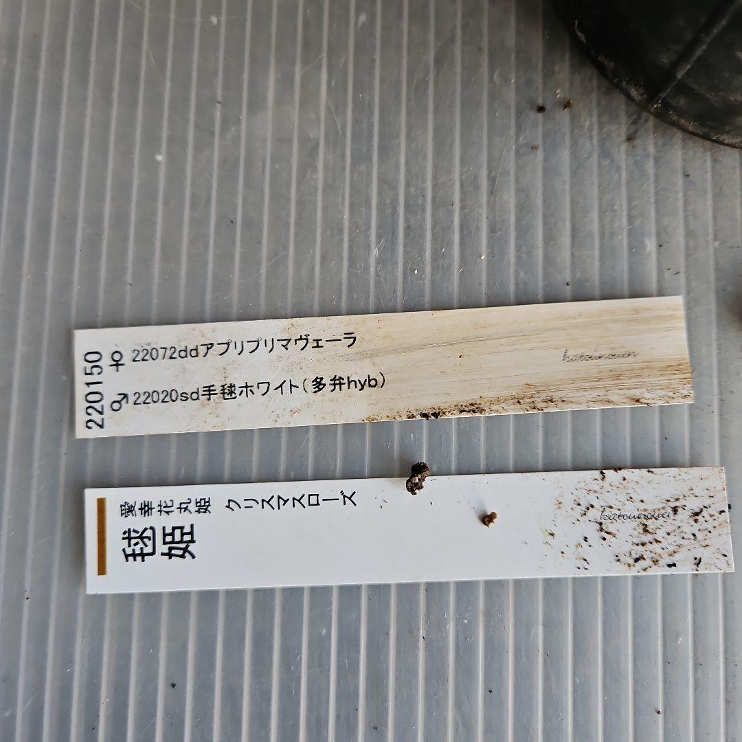 hyssa様ご購入苗㉖-514クリスマスローズ