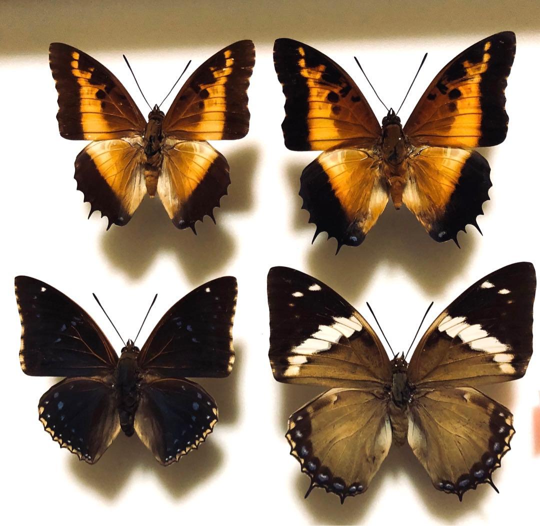 蝶標本　コエボン様リクエスト品❗️フタオ、ウスバ、ヤエヤマイチモンジ