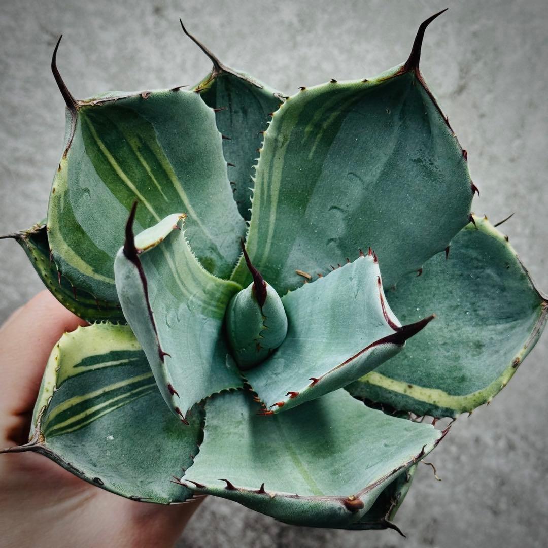 佐*い様 多肉植物・アガベ・変異パリー・パリートランカータ・厚葉・世の中希少特選