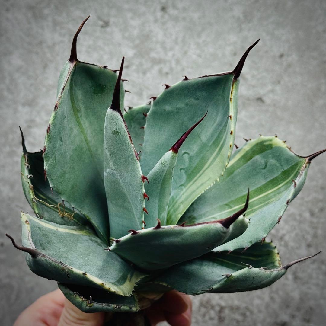 佐*い様 多肉植物・アガベ・変異パリー・パリートランカータ・厚葉・世の中希少特選