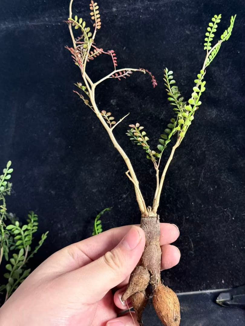 チ*ン様 オペルクリカリア パキプス／Operculicarya pachypu