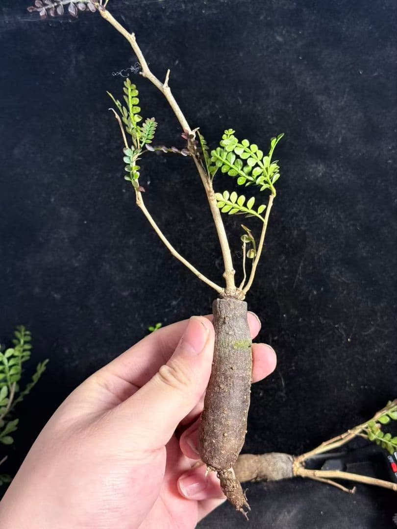 チ*ン様 オペルクリカリア パキプス／Operculicarya pachypu