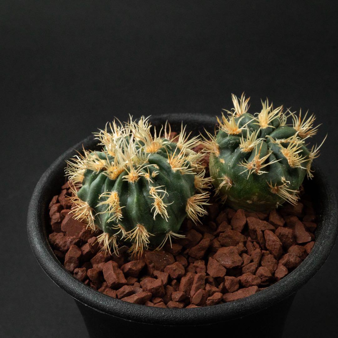 綾波 モンスト x2 （実生） #215