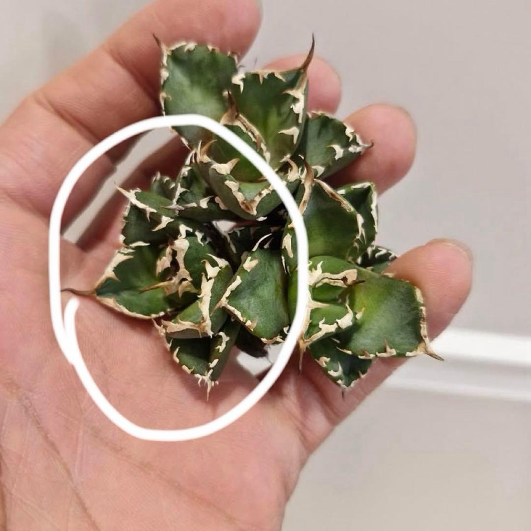 【REZA産】イラン株　選抜　アガベ　　NOVA ノヴァ　12月便