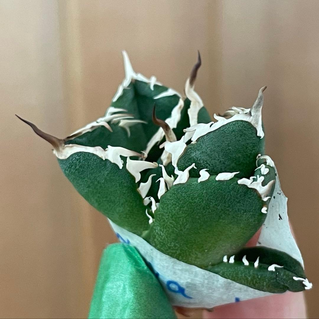 【REZA産】イラン株　選抜　アガベ　　NOVA ノヴァ　12月便