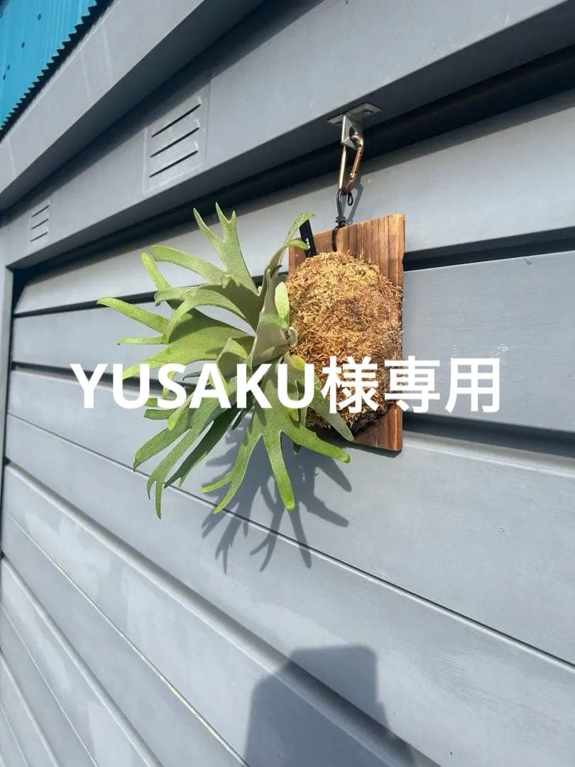 YUSAKU　伊弉諾　izanagi 子株　大きめ