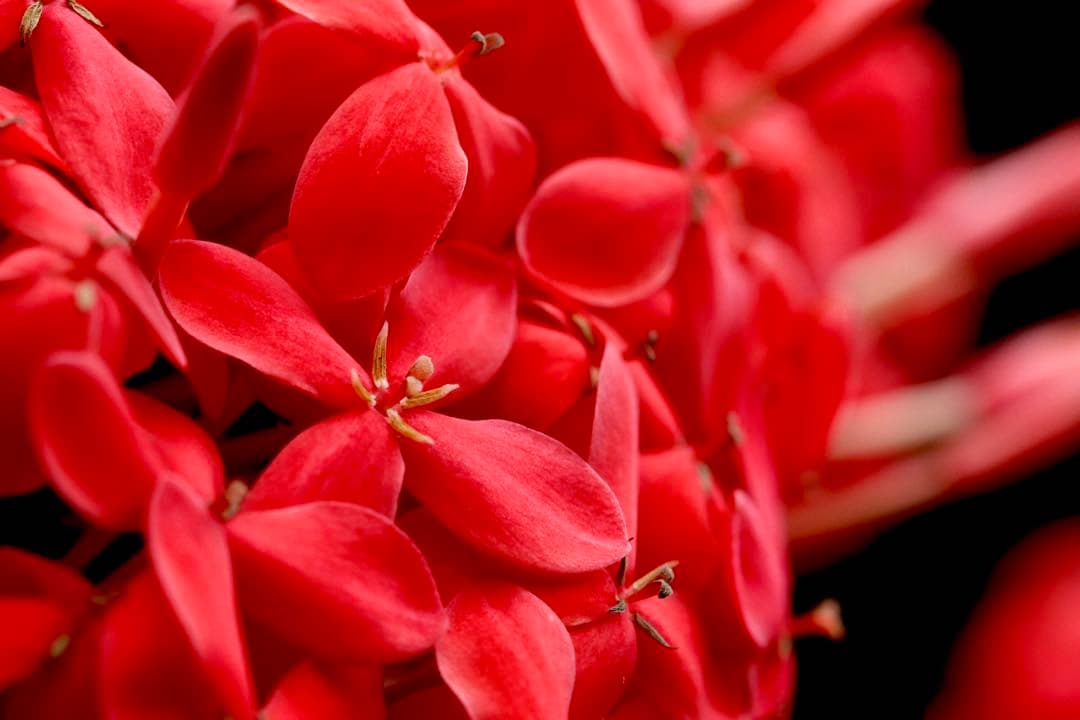 【AF故障ジャンク】TAMRON SP 90mm F/2.8マクロ[キヤノン用]