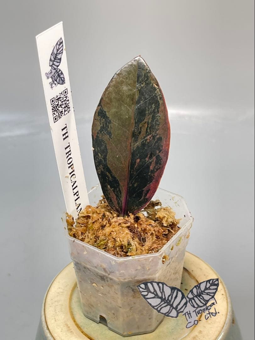 ザミオクルカス ブラック ピンクバリエガータ斑入りZZ plant 15