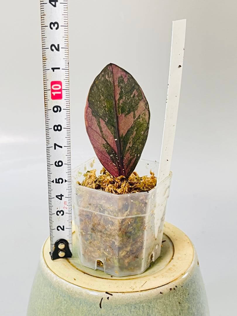 ザミオクルカス ブラック ピンクバリエガータ斑入りZZ plant 15