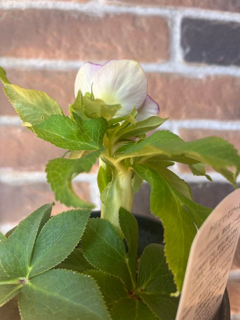 クリスマスローズ　広瀬園芸