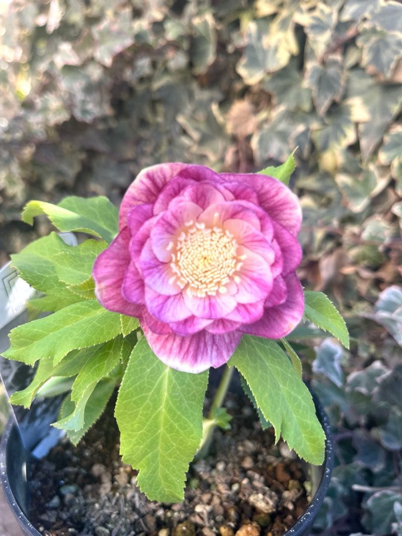 クリスマスローズ　広瀬園芸