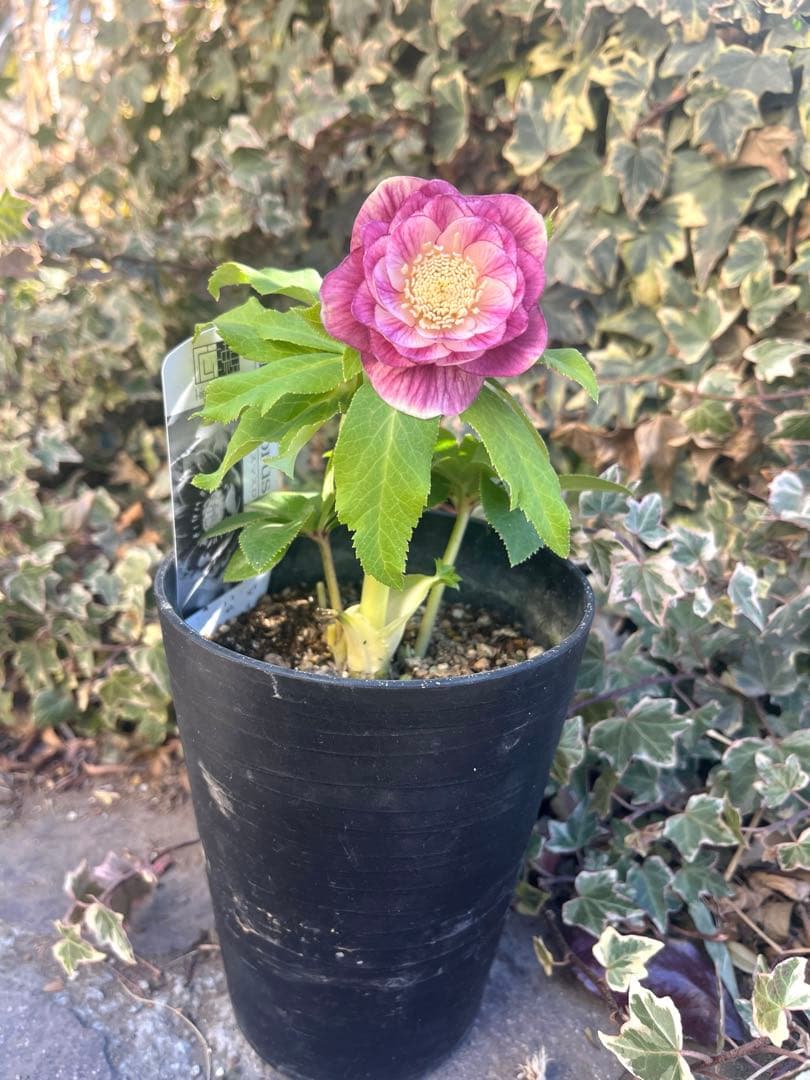 クリスマスローズ　広瀬園芸