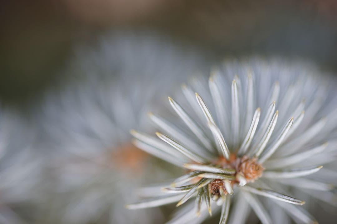 作例付き　TOKINA AT-X M100 100mm F2.8マクロ　管mpr
