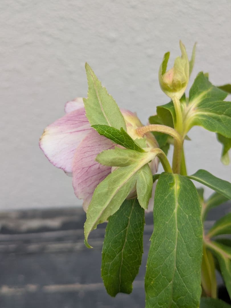 【広瀬園芸】アンティークピンク 白覆輪 多弁リバーシブル 極美ベイン