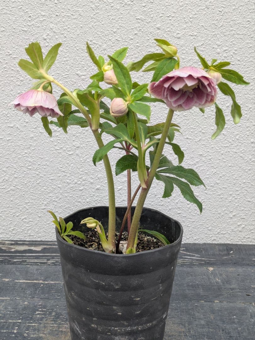 【広瀬園芸】アンティークピンク 白覆輪 多弁リバーシブル 極美ベイン