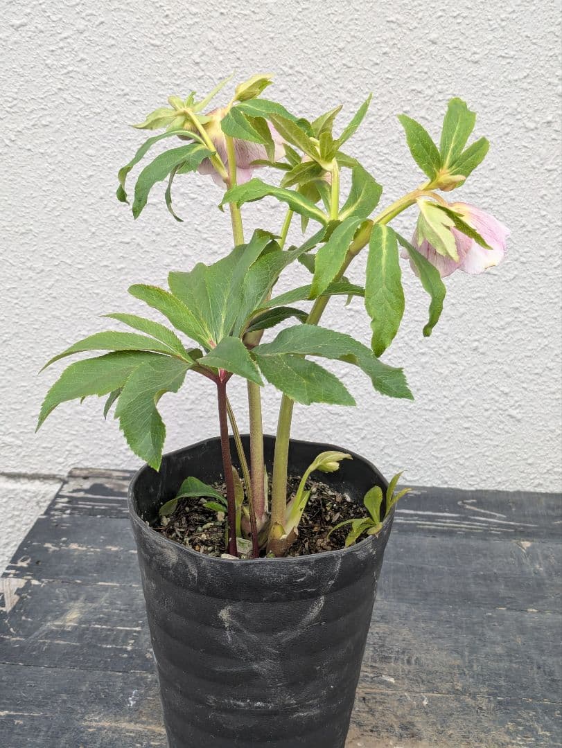 【広瀬園芸】アンティークピンク 白覆輪 多弁リバーシブル 極美ベイン