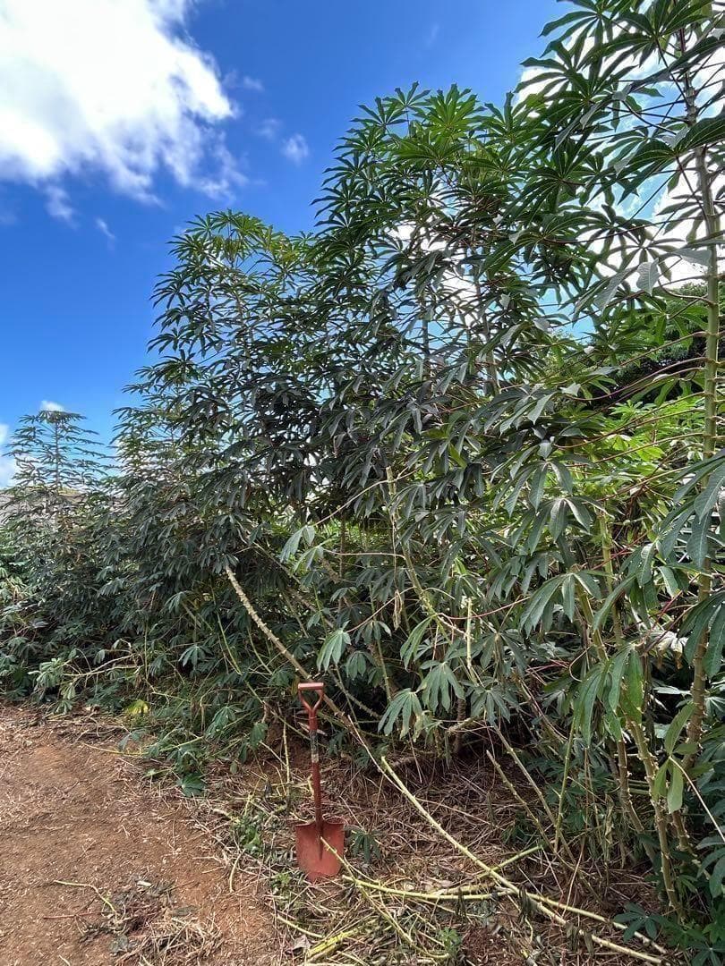 究極＝世界最高峰◆ゴールデン種/キャッサバ★80サイズ段ボール大箱満杯★挿し木枝