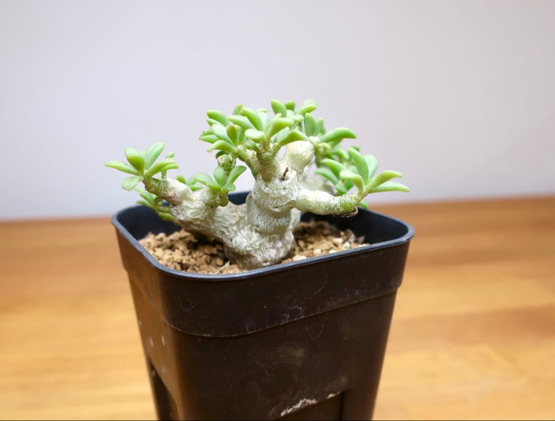 親株 チレコドン デシピエンス 実生