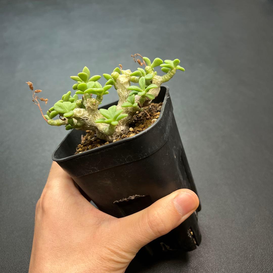 親株 チレコドン デシピエンス 実生