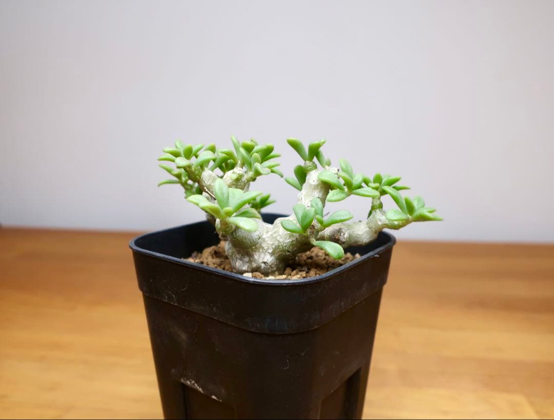 親株 チレコドン デシピエンス 実生