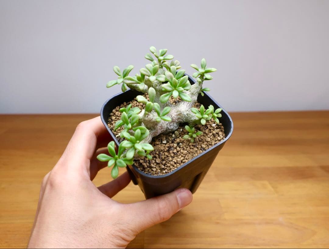 親株 チレコドン デシピエンス 実生