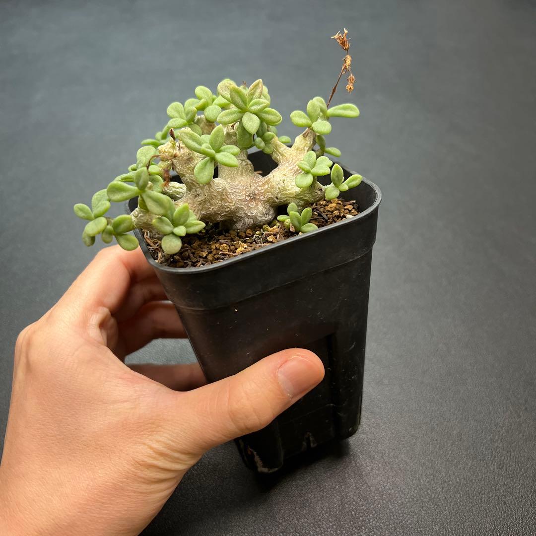 親株 チレコドン デシピエンス 実生