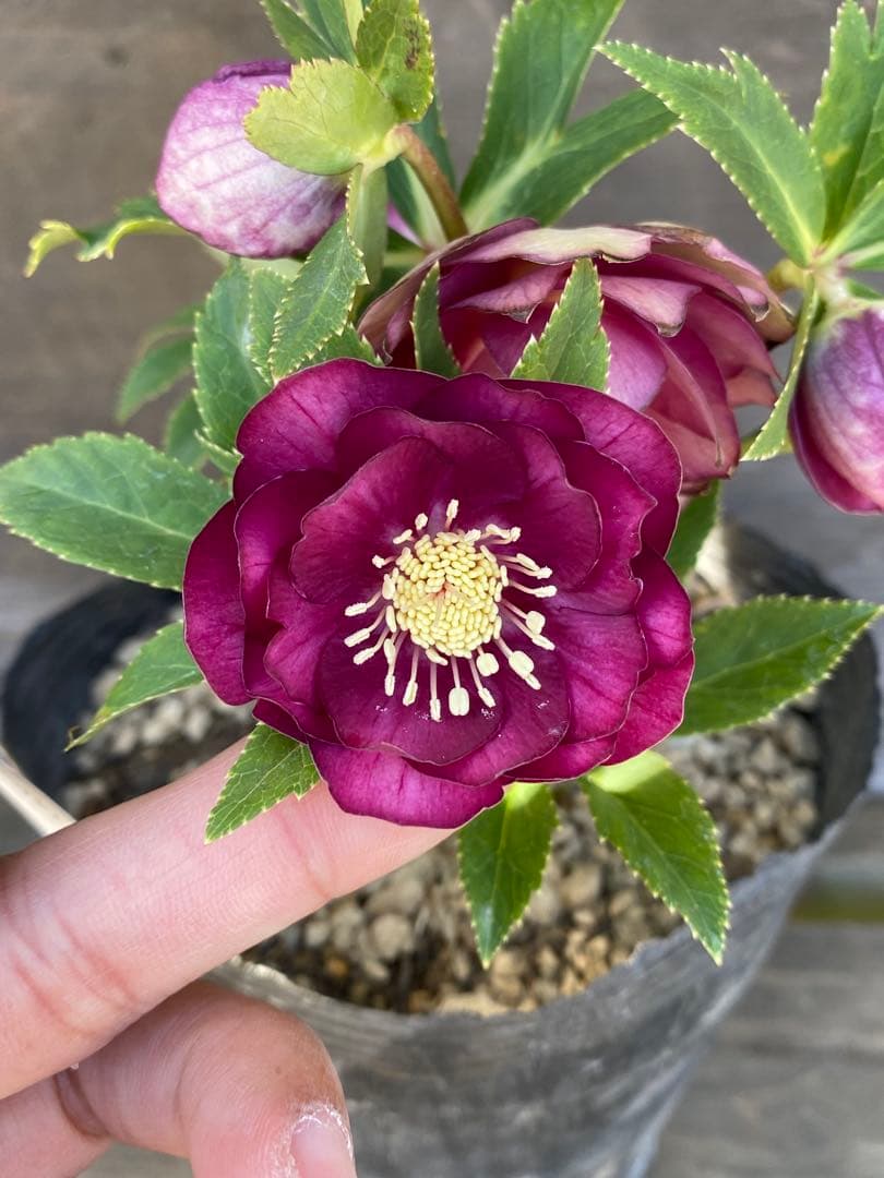 ヒ*イ様 グロッシーカラーゴールド　加藤農園