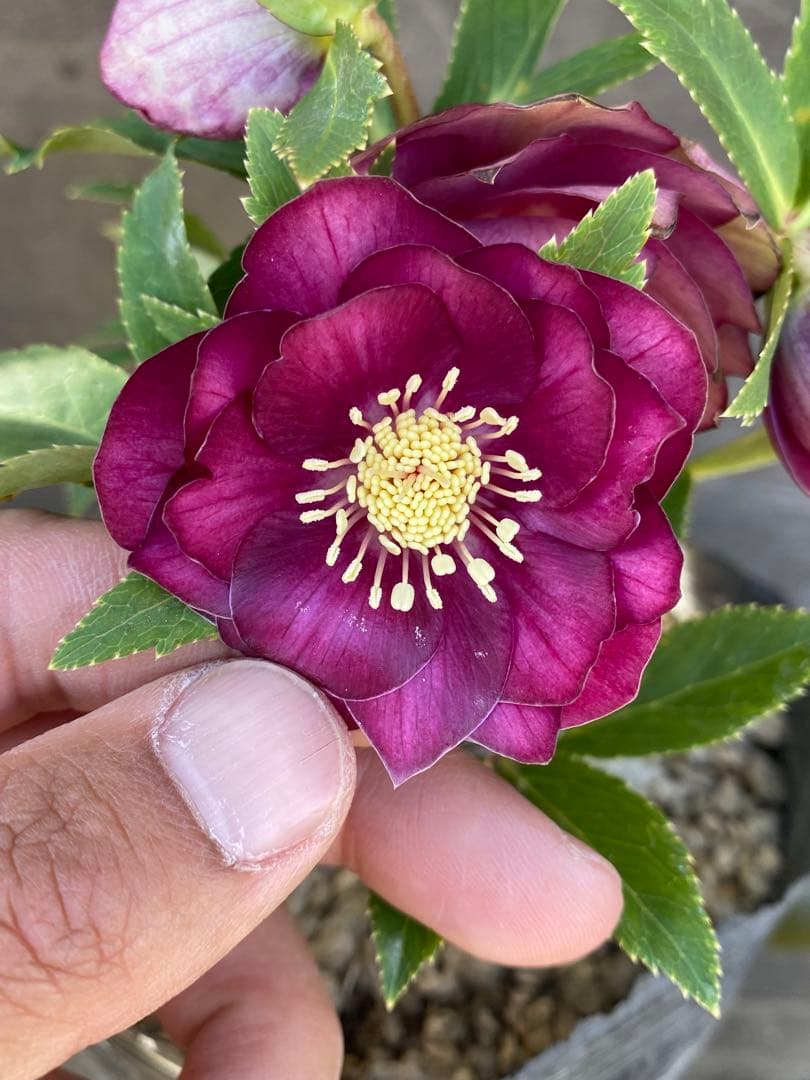 ヒ*イ様 グロッシーカラーゴールド　加藤農園