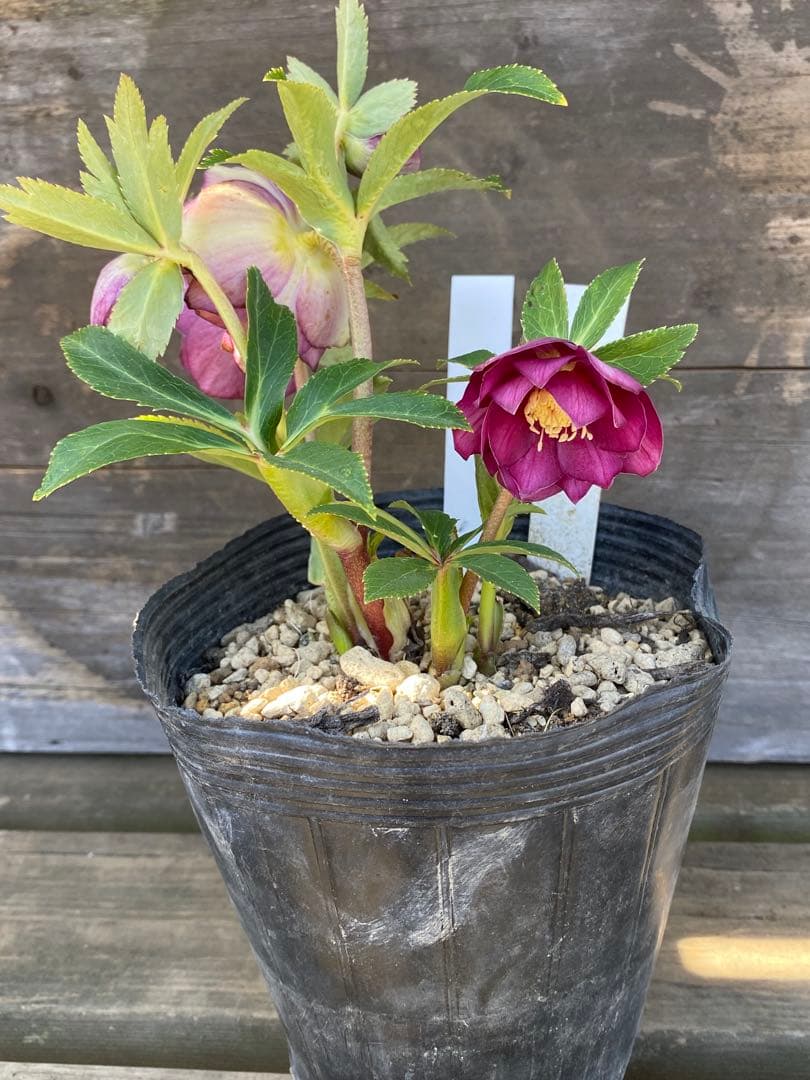 ヒ*イ様 グロッシーカラーゴールド　加藤農園