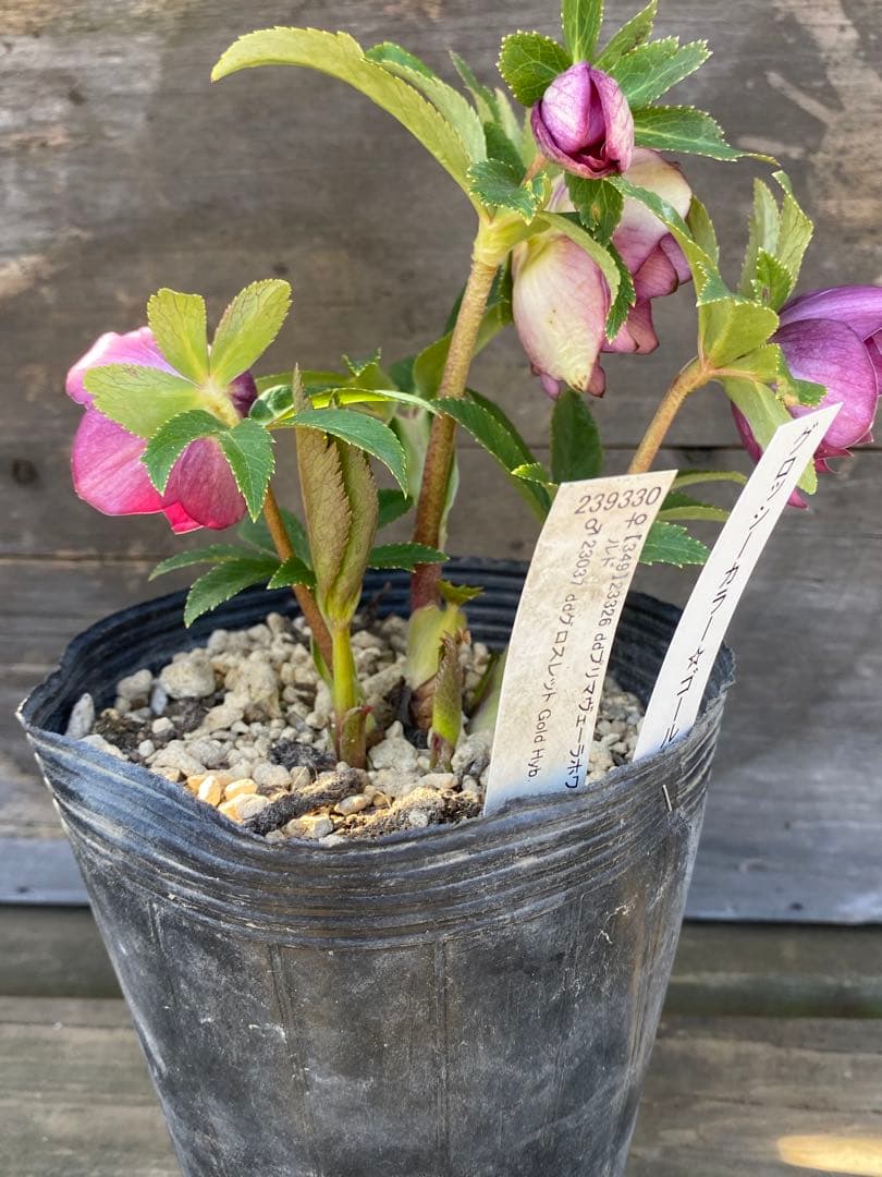 ヒ*イ様 グロッシーカラーゴールド　加藤農園