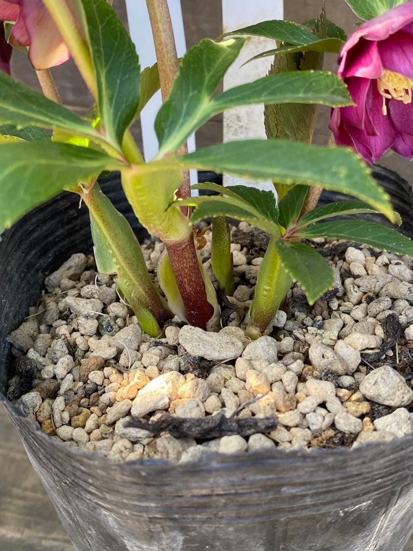 ヒ*イ様 グロッシーカラーゴールド　加藤農園