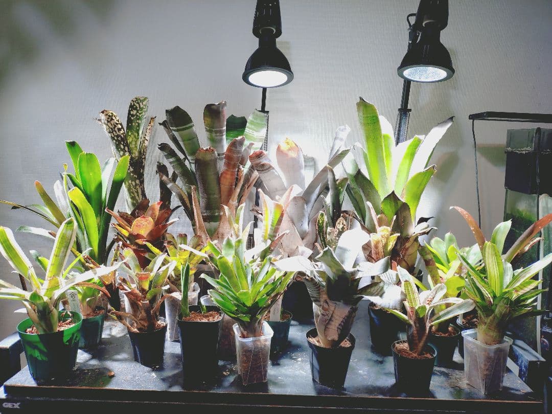 タンクブロメリア まとめ売り！引き取り限定