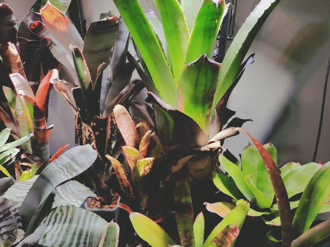 タンクブロメリア まとめ売り！引き取り限定