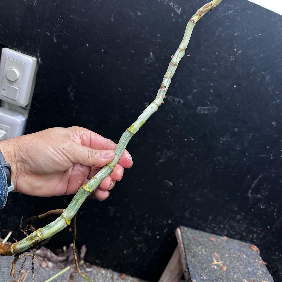 a*a様 斑入りモンステラホワイトタイガー大茎8株おまとめ