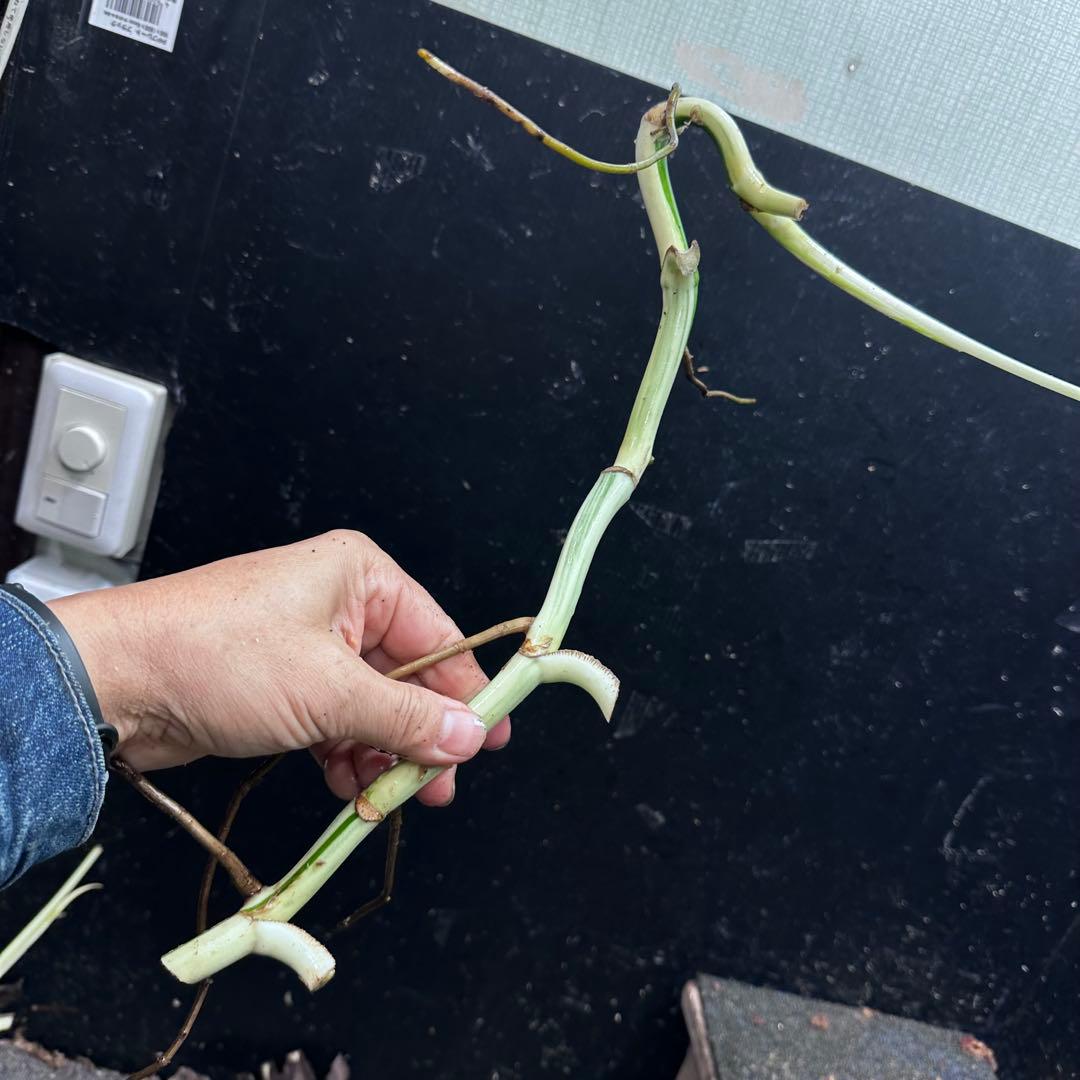 a*a様 斑入りモンステラホワイトタイガー大茎8株おまとめ