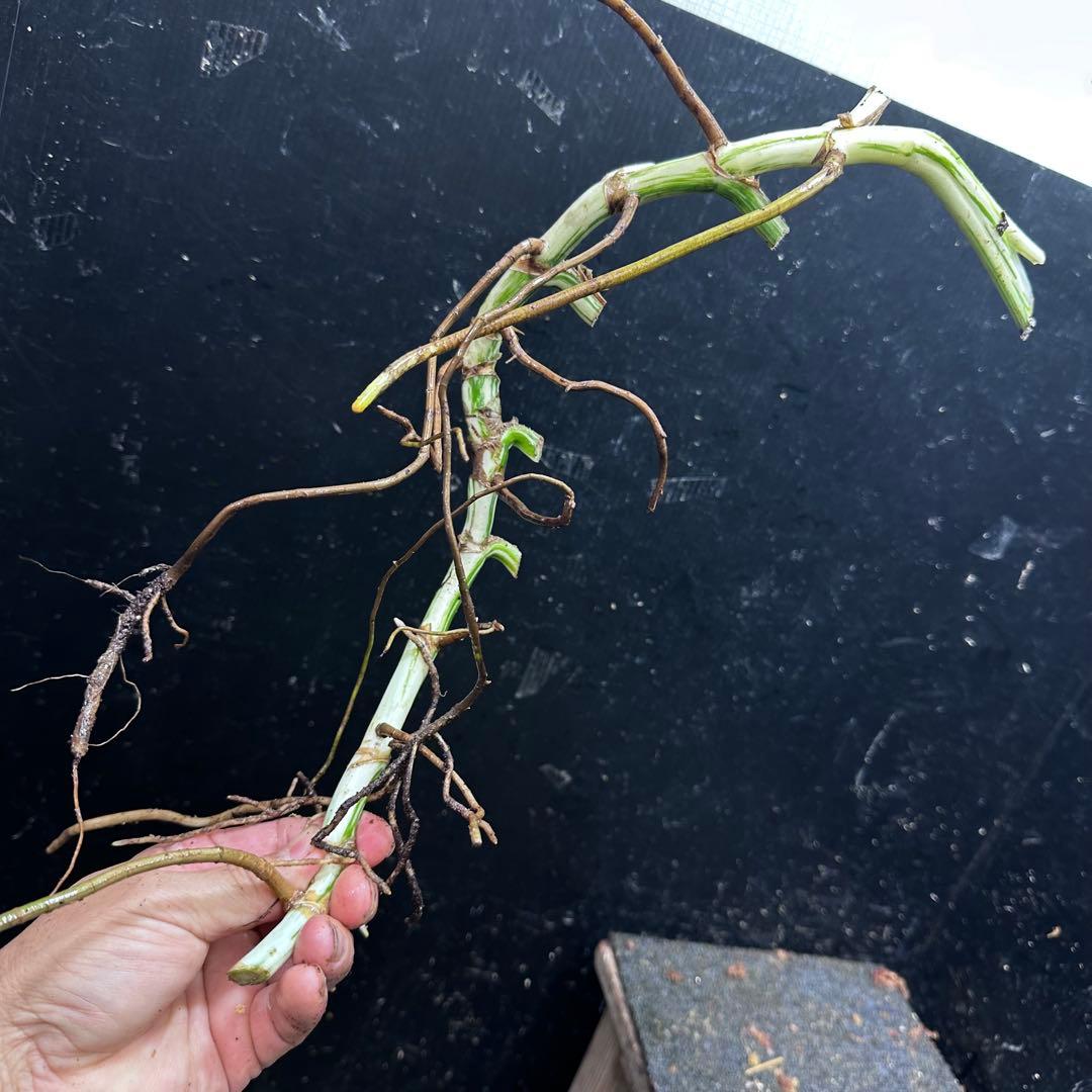 a*a様 斑入りモンステラホワイトタイガー大茎8株おまとめ