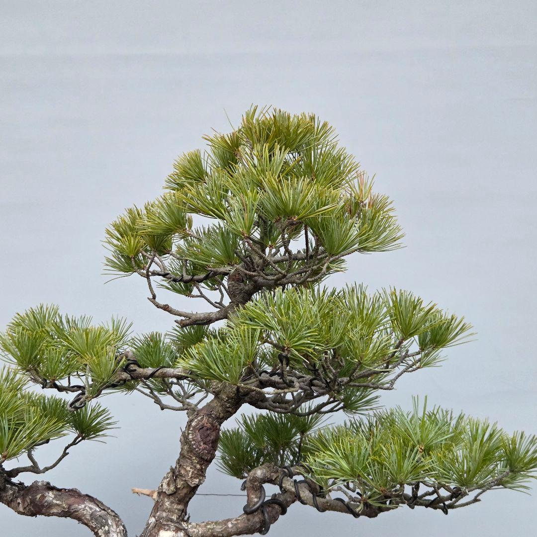 五葉松　[斜幹模様木]　中品盆栽