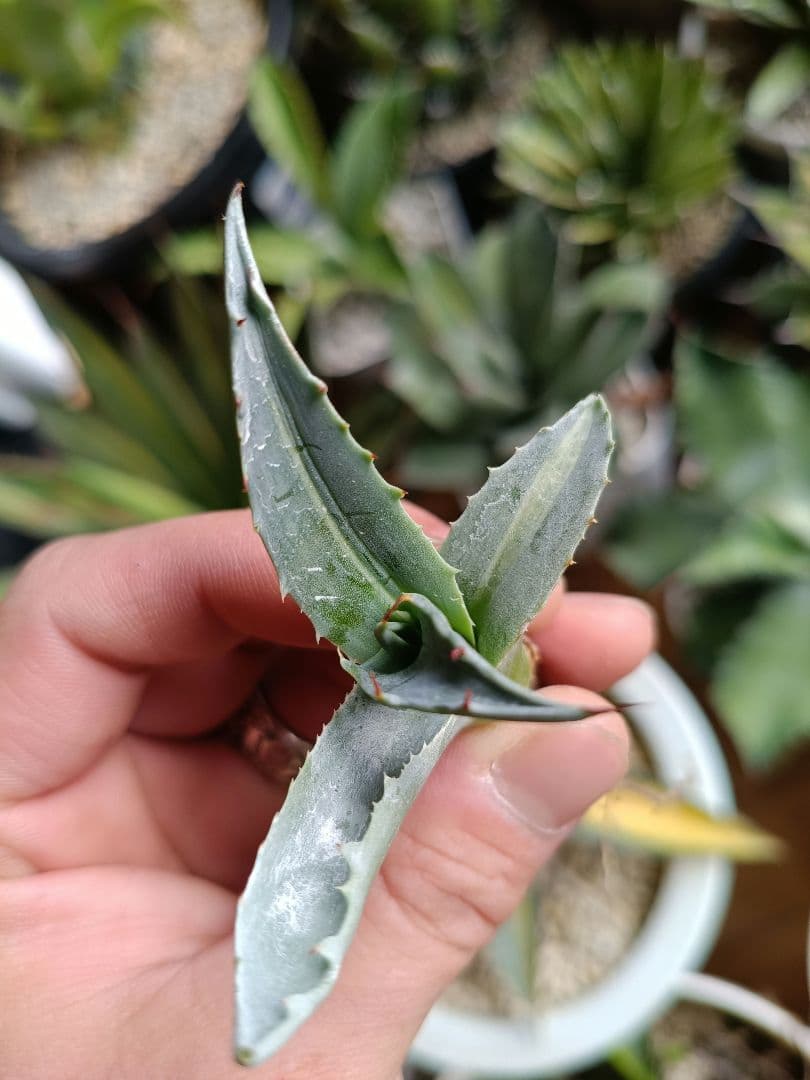 アガベ　オバティフォリア　縞斑　パリー　トランカータ　斑入り　パラサナ　モンタナ