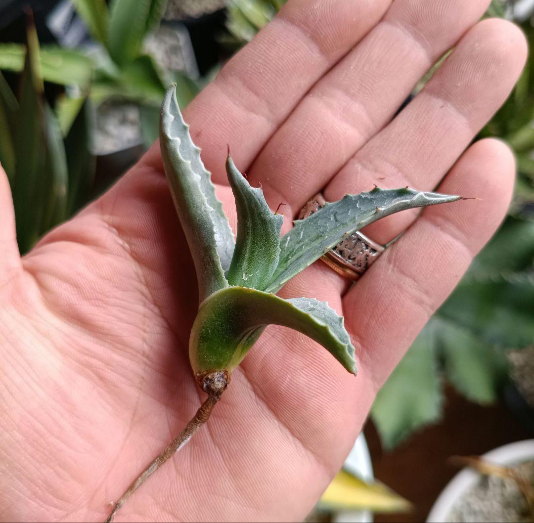 アガベ　オバティフォリア　縞斑　パリー　トランカータ　斑入り　パラサナ　モンタナ