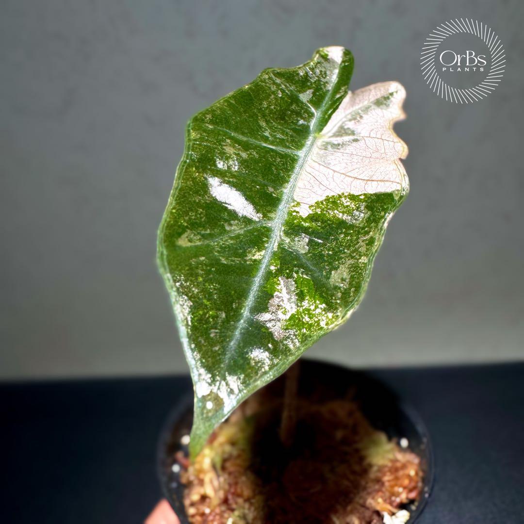 【芋から育成】アロカシア プセウド サンデリアーナ ピンク斑入り 美斑 流通少