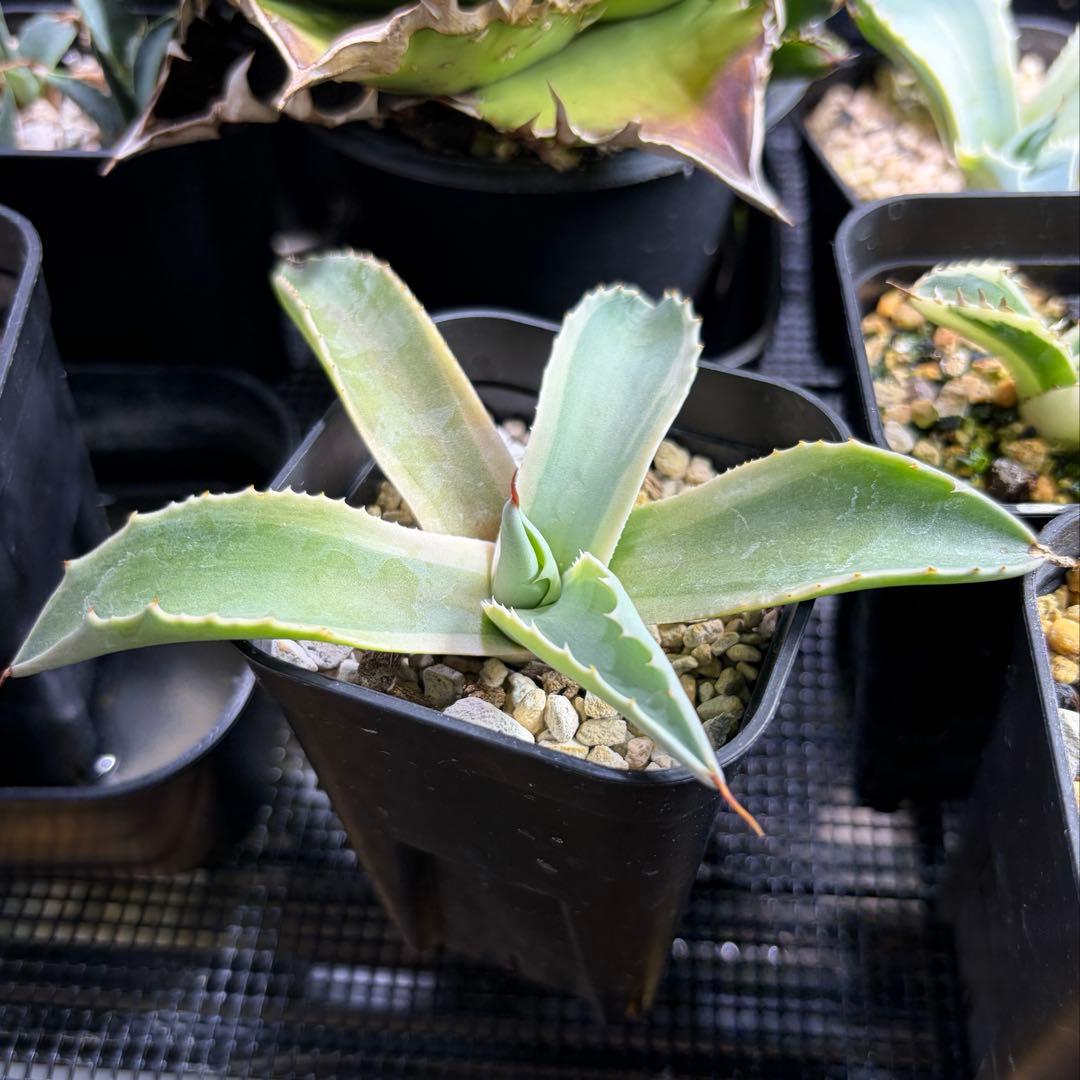 Agave ovatifolia 'Moby' アガベ オバティフォリア　斑 錦