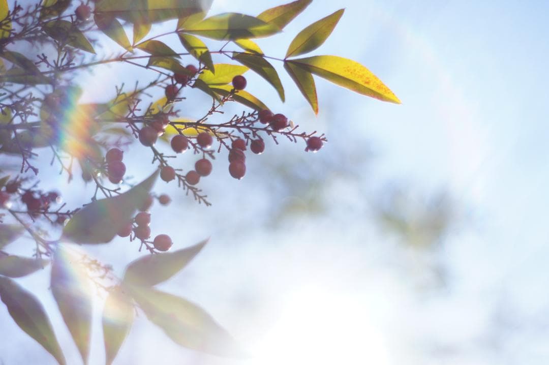 作例あり PENTAX Super Takumar 55mm f1.8 前期型