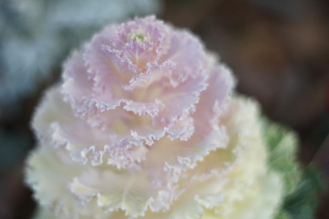 作例あり PENTAX Super Takumar 55mm f1.8 前期型