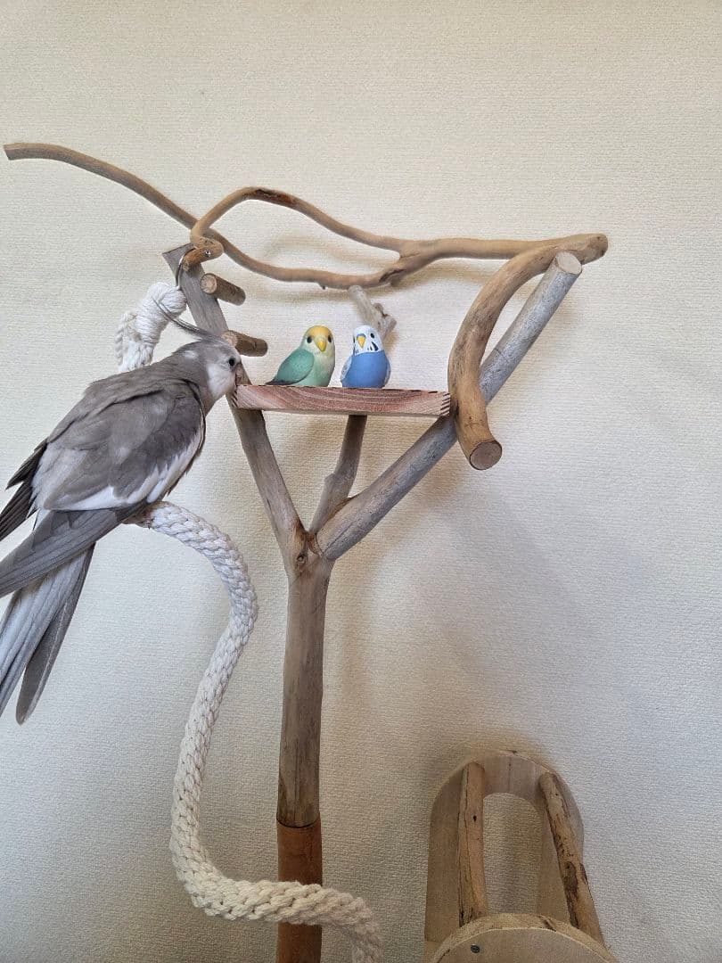 レア枝　バードアスレチック　3way　小型、中型用　流木　ハンドメイド