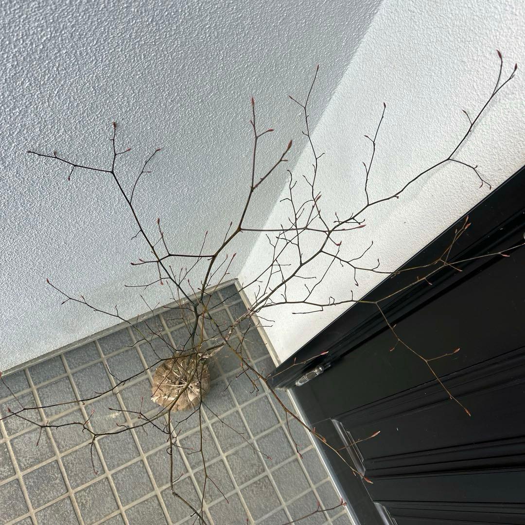 クロモジ（根巻き苗）黒文字　クロモジ苗木