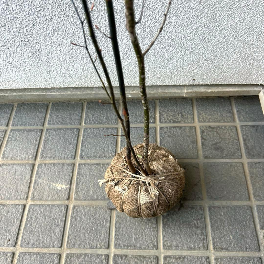 クロモジ（根巻き苗）黒文字　クロモジ苗木