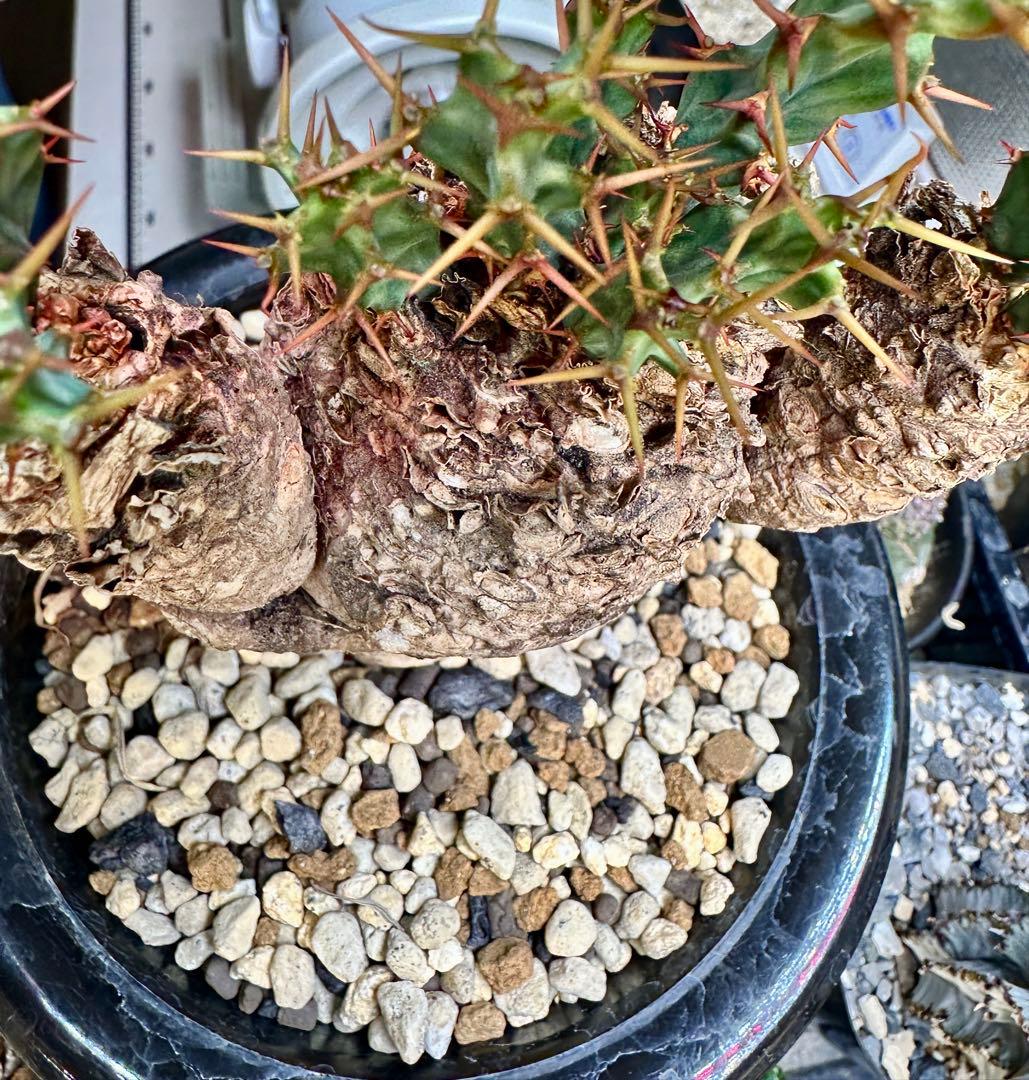 専用ユーフォルビア クラビゲラ　現地球　発根済み　美形 3ヘッド