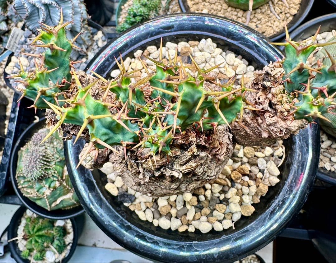 専用ユーフォルビア クラビゲラ　現地球　発根済み　美形 3ヘッド