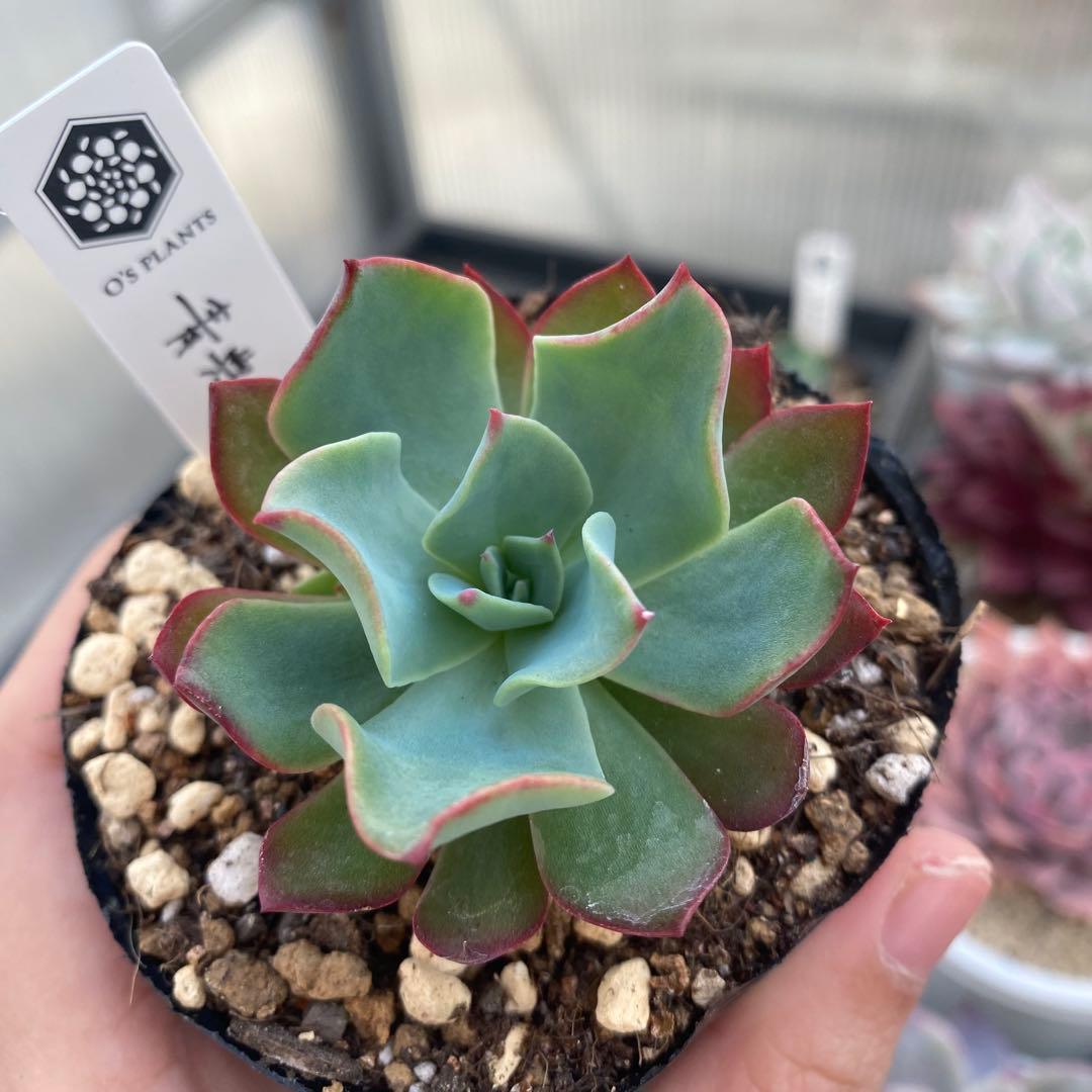 多肉植物　エケベリア　青典牡丹　オーズさん苗　札付き